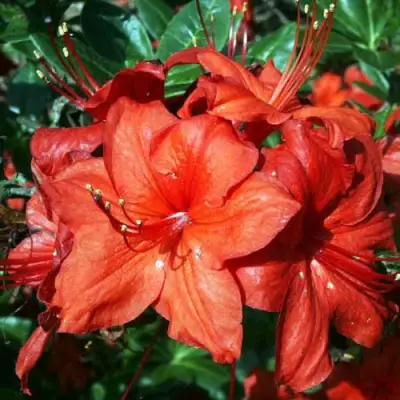 Азалия ДОЛОРОСО листопадная в Фаниполе