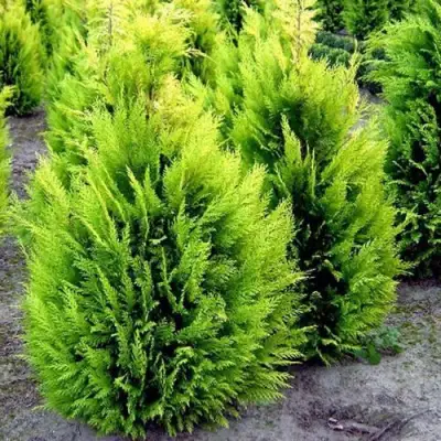 Кипарисовик ИВОНЕ лавсана в Фаниполе