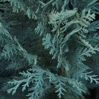 Кипарисовик ВАН ПЕЛЬТС БЛЮ лавсона в Фаниполе