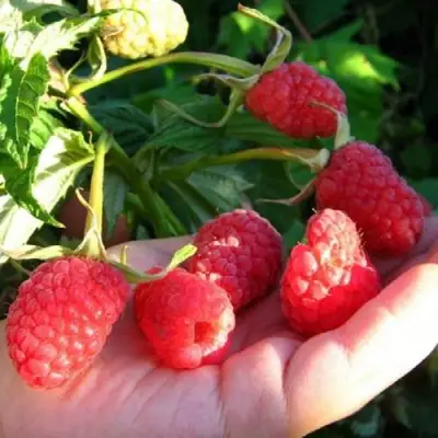 Малина ГОРДОСТЬ РОССИИ в Фаниполе