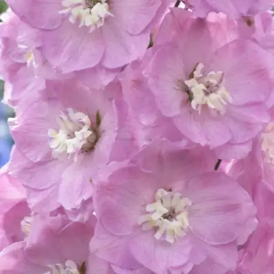 Дельфиниум ПЕТТИКОУТ гибридный в Фаниполе