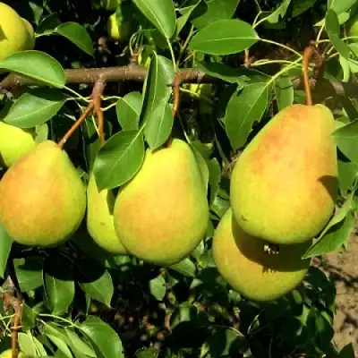 Груша ФЛЕЙТА в Фаниполе