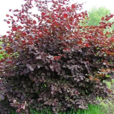 Фундук СИРЕНА в Фаниполе