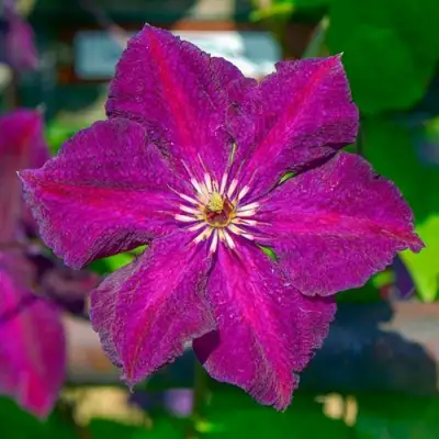 Клематис ГРЮНВАЛЬД в Фаниполе