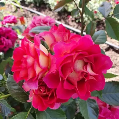 Роза БРЕРА флорибунда в Фаниполе