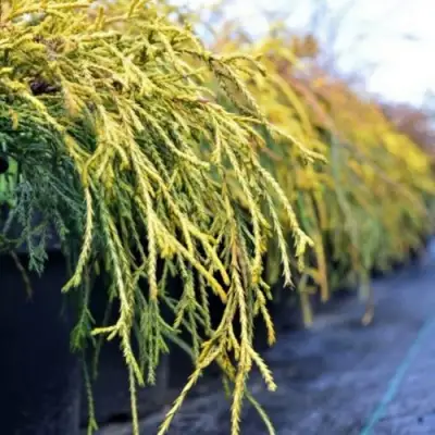 Кипарисовик ВАВЕЛ горохоплодный в Фаниполе