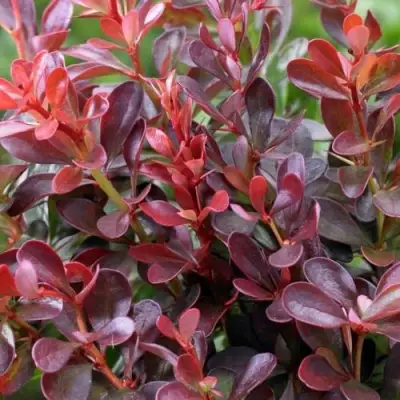 Барбарис АТРОПУРПУРЕА НАНА тунберга в Фаниполе