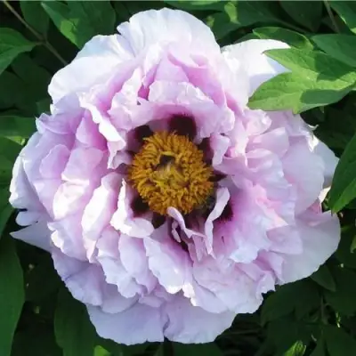 Пион СИНИЙ САПФИР древовидный в Фаниполе