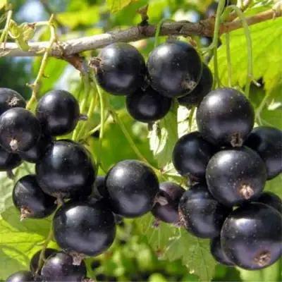 Смородина черная ОРЛОВСКИЙ ВАЛЬС в Фаниполе