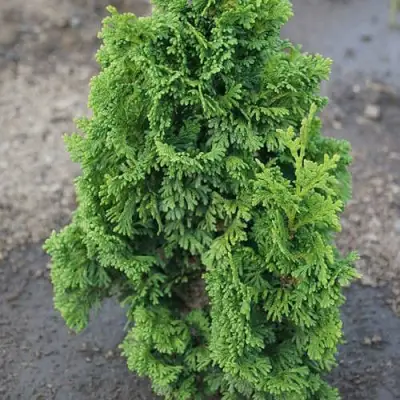 Туя ЗМАТЛИК западная в Фаниполе