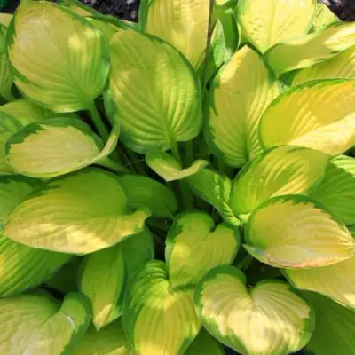 Хоста ГОЛД СТАНДАРТ Форчуна в Фаниполе