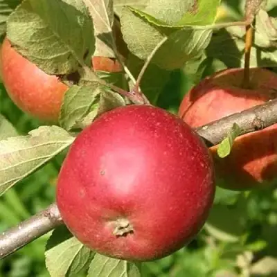 Яблоня ПОСПЕХ в Фаниполе