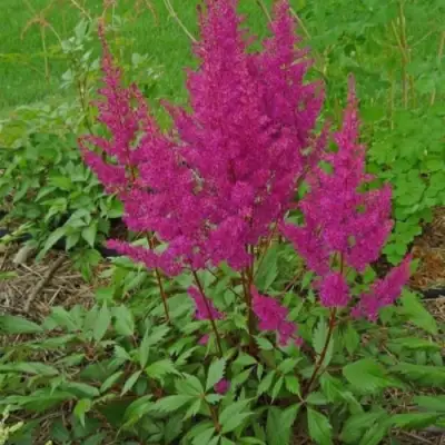 Астильба ЭЛИЗАБЕТ ВАН ВИН японская в Фаниполе