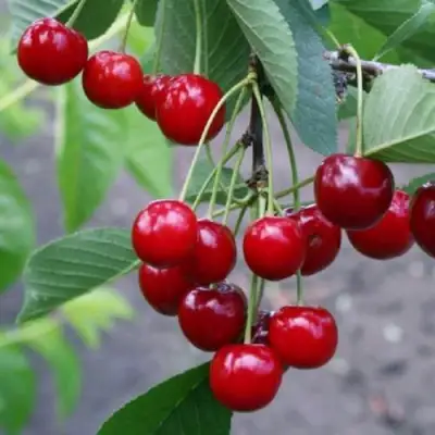 Вишня ЗАРАНКА в Фаниполе