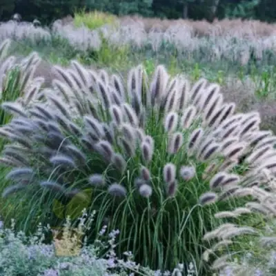 Пеннисетум БЛЭК БЬЮТИ в Фаниполе