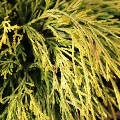 Кипарисовик ГОЛДЕН МОП горохоплодный в Фаниполе