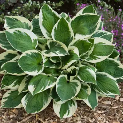 Хоста КАРИН гибридная в Фаниполе