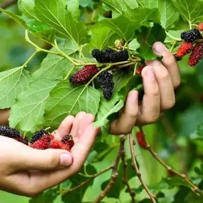 Шелковица ГАЛИЦИЯ в Фаниполе