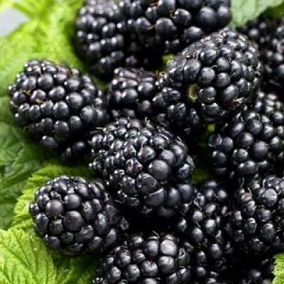 Ежевика БЖЕЗИНА бесшипная  в Фаниполе