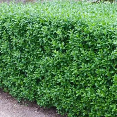 Бирючина обыкновенная АТРОВИРЕНС в Фаниполе