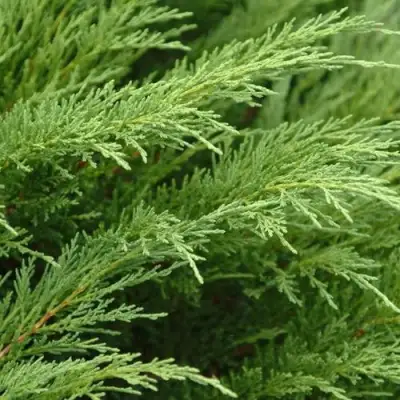 Можжевельник ТАМАРИСЦИФОЛИЯ казацкий  в Фаниполе