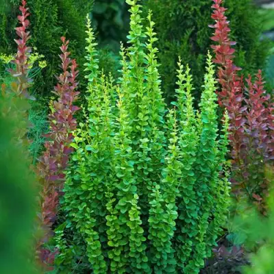 Барбарис ЭРЕКТА тунберга в Фаниполе