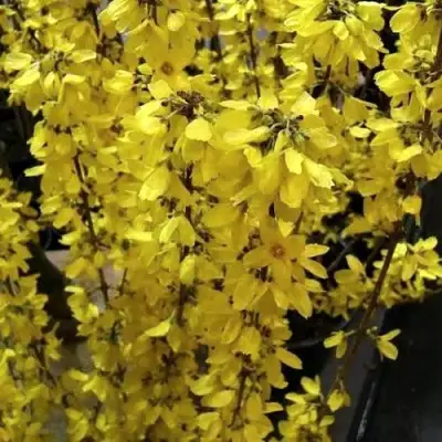 Форзиция ГОЛДРАУШ в Фаниполе