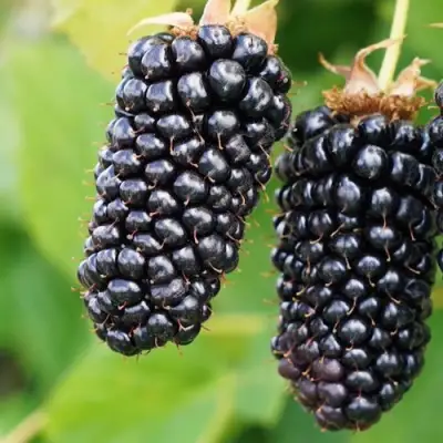 Ежевика КОЛАМБИЯ ГИГАНТ бесшипная в Фаниполе