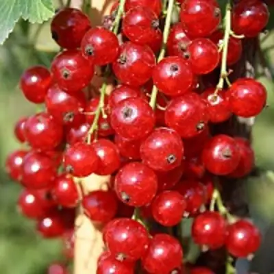 Смородина красная РОНДОМ в Фаниполе