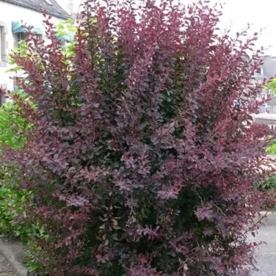 Барбарис АТРОПУРПУРЕА тунберга в Фаниполе