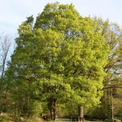 Клен полевой в Фаниполе