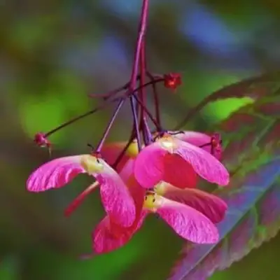 Клен пальмолистный в Фаниполе