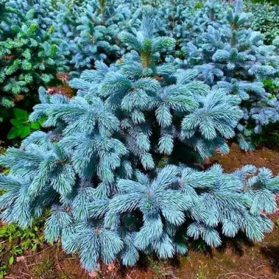Ель СУПЕР БЛЮ СИДЛИНГ колючая в Фаниполе