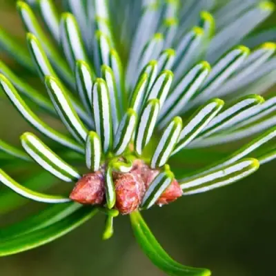 Пихта белая в Фаниполе