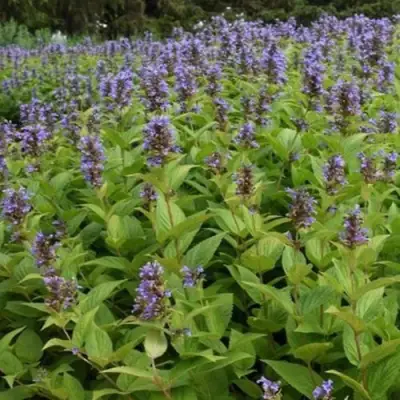 Котовник БЛЮ ДРИМС полусидячий в Фаниполе