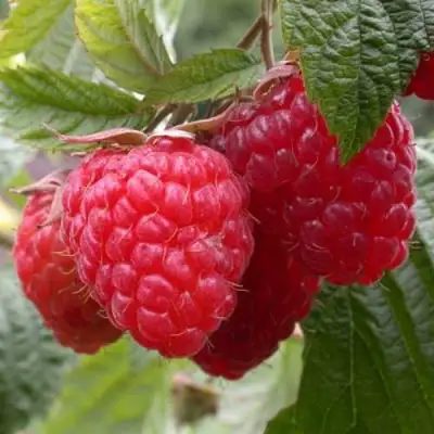 Малина ГЕРАКЛ в Фаниполе