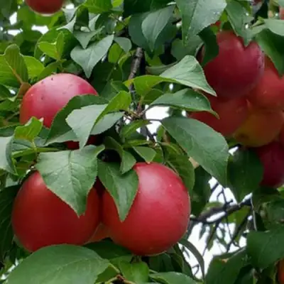 Плумкот БИРИКОККОЛО ГИГАНТЕ ДИ БУДРИО в Фаниполе