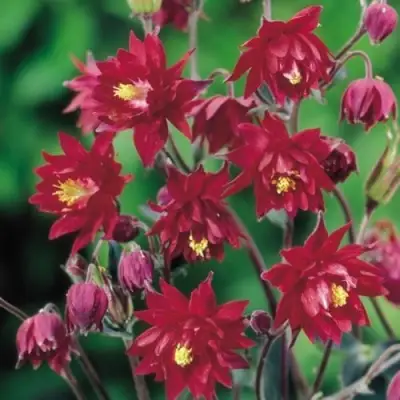 Аквилегия РУБИ ПОРТ обыкновенная в Фаниполе