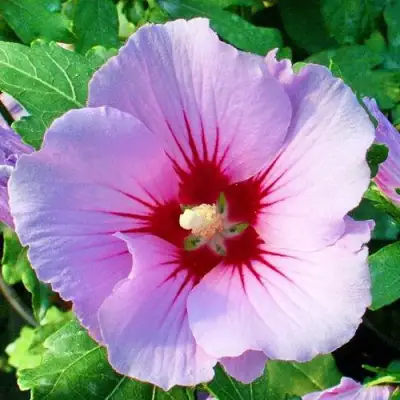 Гибискус ПИНК ФЛИРТ сирийский в Фаниполе