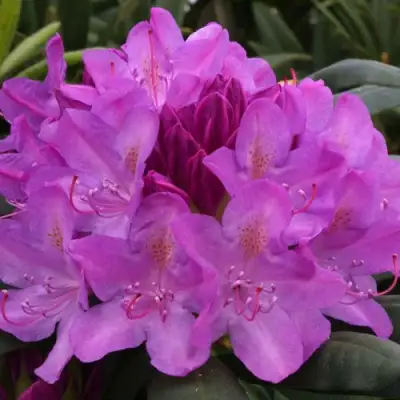 Рододендрон РОЗЕУМ ЭЛЕГАНС в Фаниполе