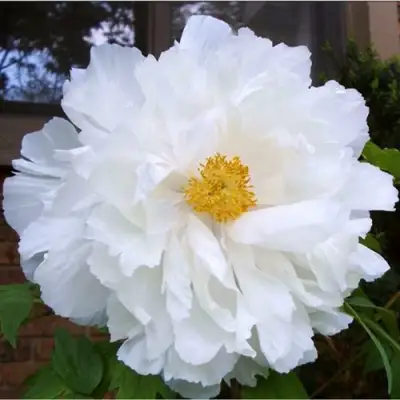 Пион БЕЛЫЙ НЕФРИТ древовидный в Фаниполе