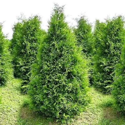 Туя БРАБАНТ западная в Фаниполе