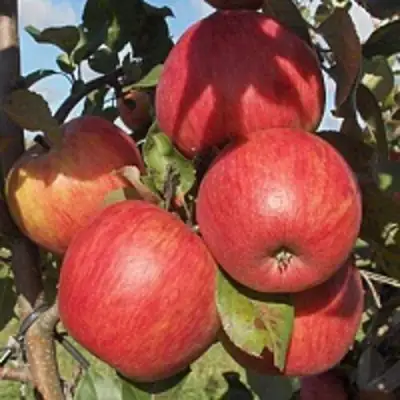 Яблоня ПЕРСИКОВАЯ в Фаниполе