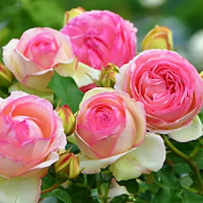 Роза ПЬЕР ДЕ РОНСАР плетистая в Фаниполе