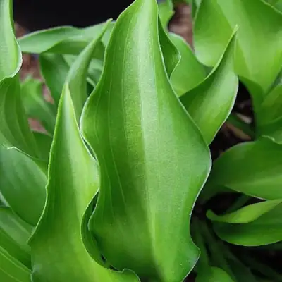 Хоста ГАРРИ ВАН ТРИЕР в Фаниполе