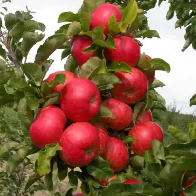 Яблоня ТРАЙДЕНТ колонновидная в Фаниполе