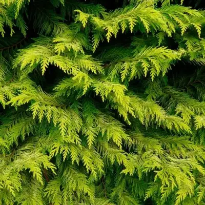 Кипарисовик ГОЛДЕН ВОНДЕР лавсона в Фаниполе