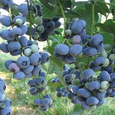 Голубика ЛИБЕРТИ в Фаниполе