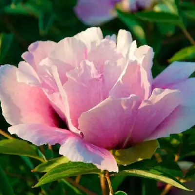 Пион ВРАТА ХРАМА древовидный  в Фаниполе