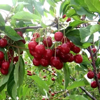 Вишня ТУРГЕНЕВКА в Фаниполе